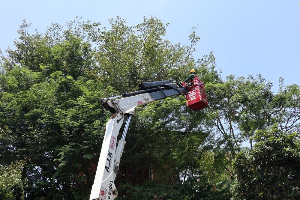 Tree Cutting and Pruning 
