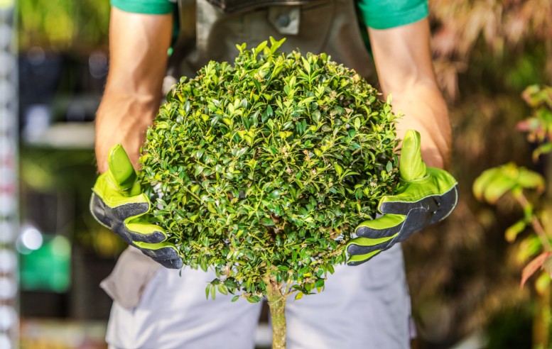 Gardening services in Singapore