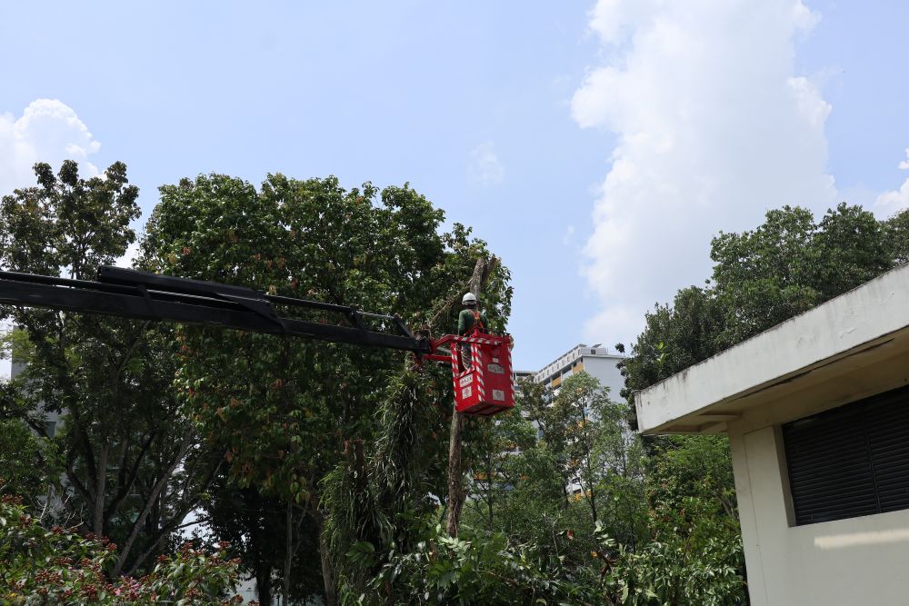 Tree Cutting and Pruning 