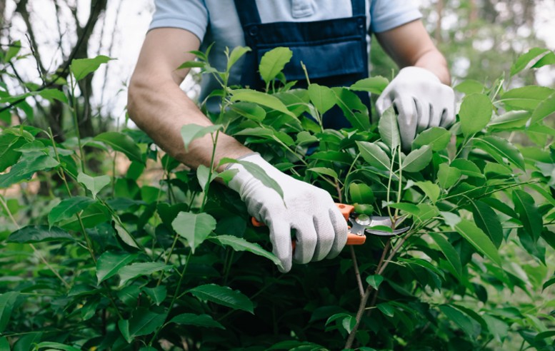 Garden maintenance services in Singapore
