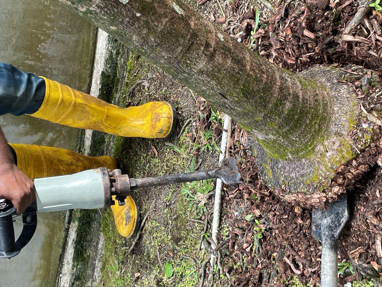 Tree Cutting and Pruning 
