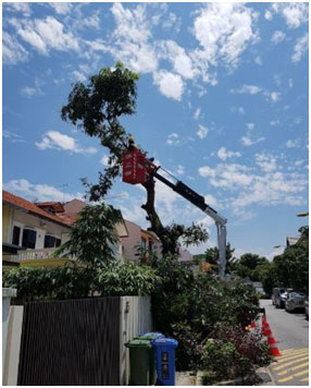 Importance of Tree Cutting