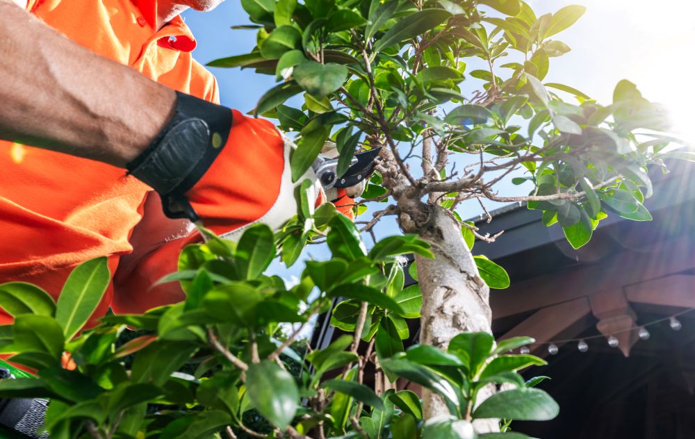 Singapore landscaping services