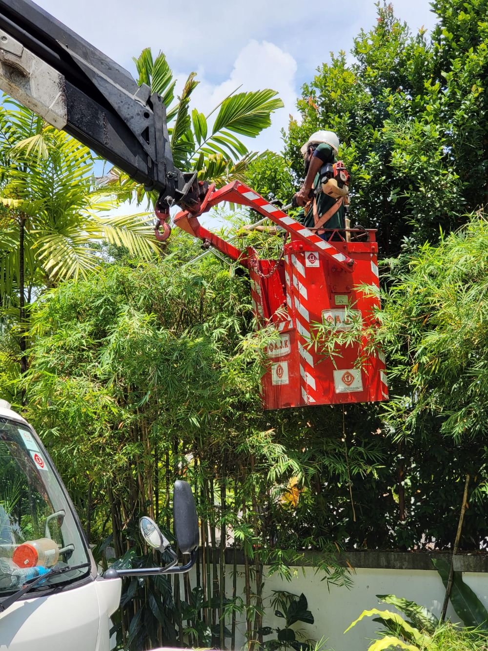 Tree Cutting