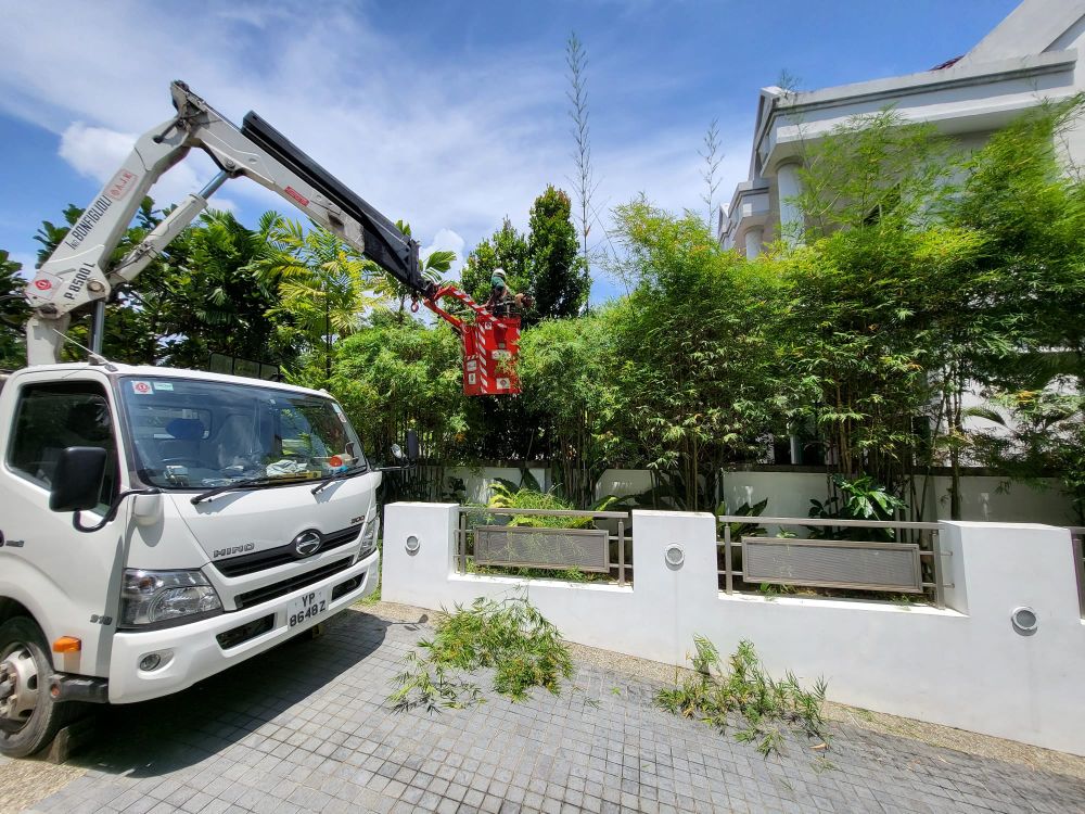 Tree Cutting and Pruning 