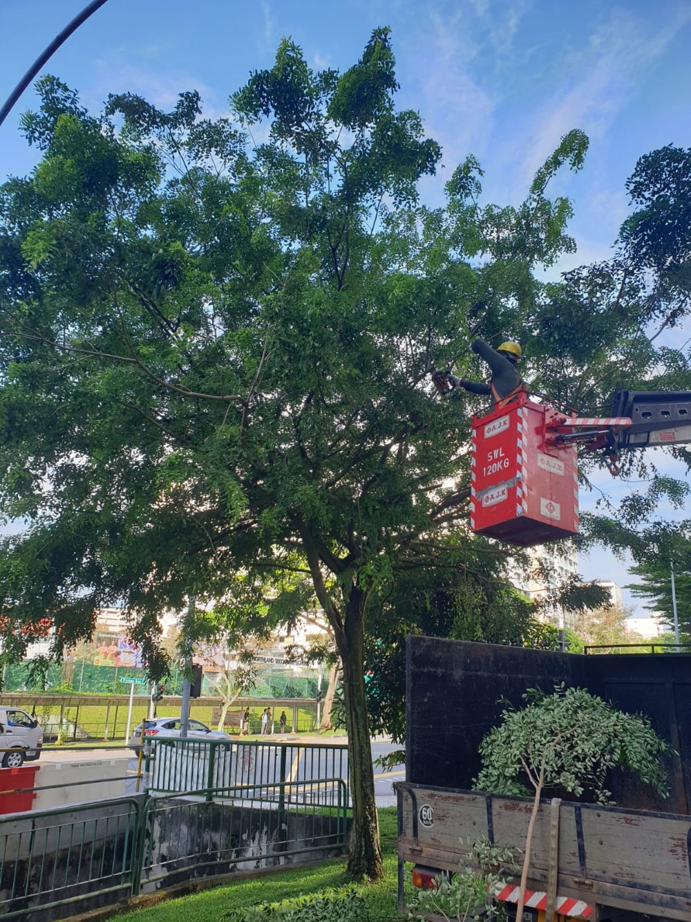 Tree Cutting and Pruning 
