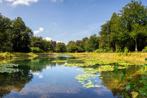 pond cleaning
