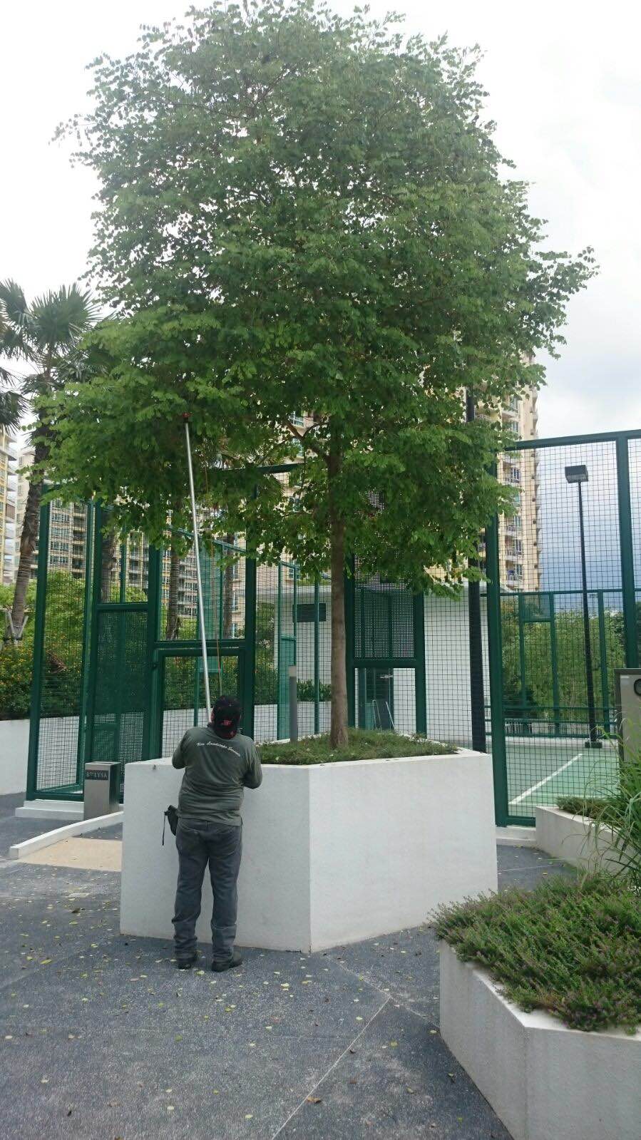 Plant Pruning Gardening Services 3