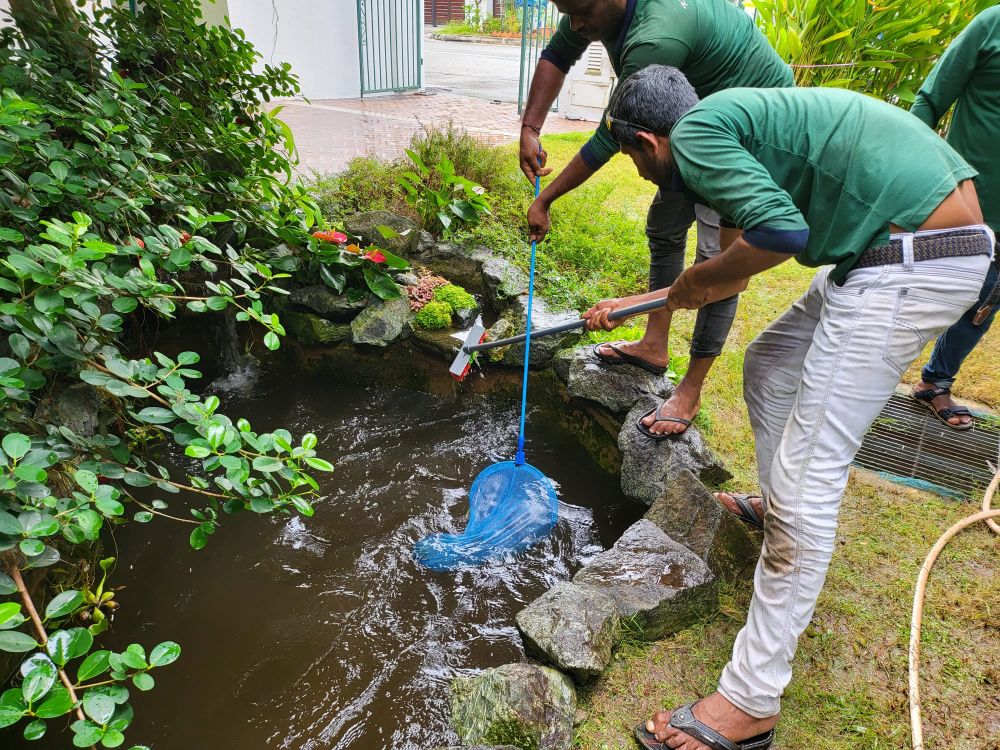Pond Maintenance 