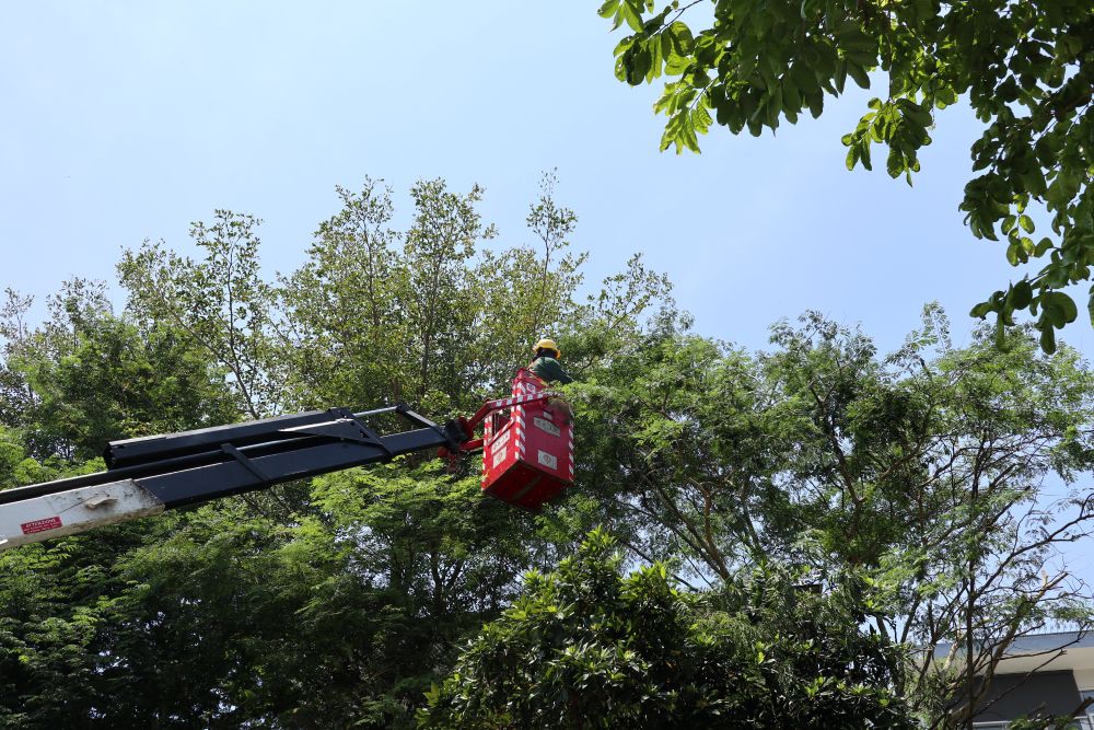 Tree Cutting and Pruning 