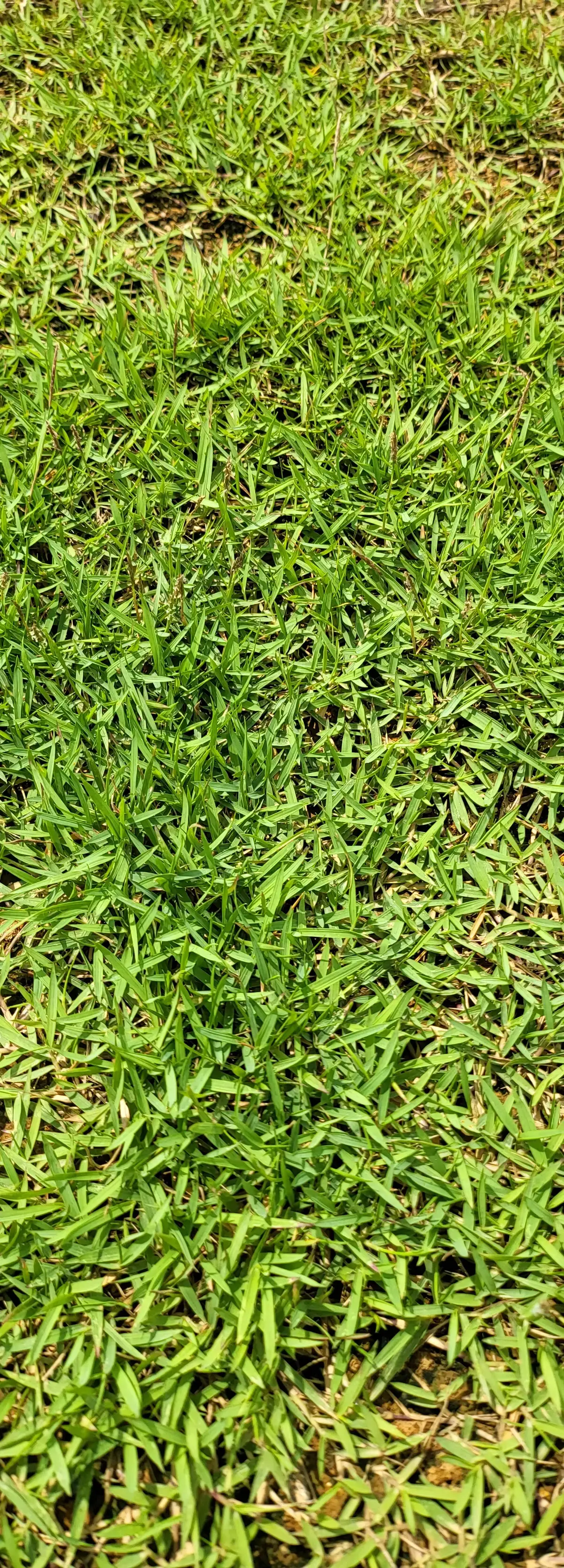 carpet grass