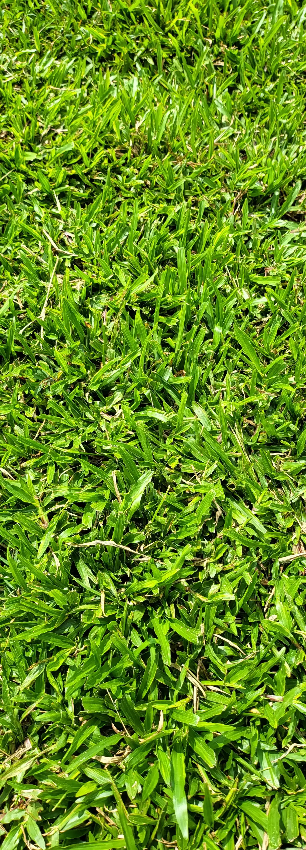 cow grass