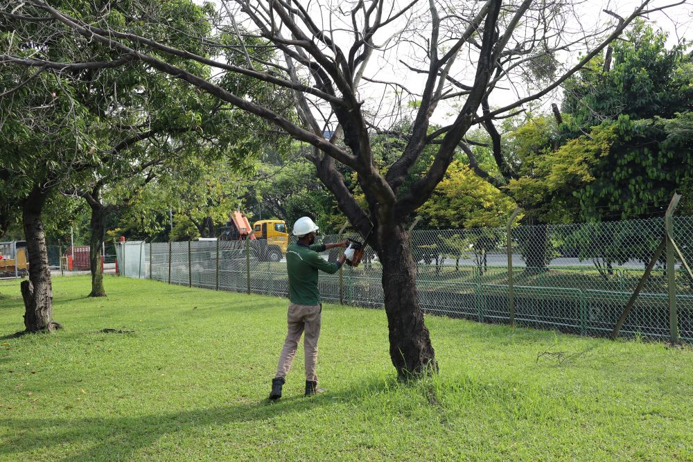 Tree Cutting and Pruning 