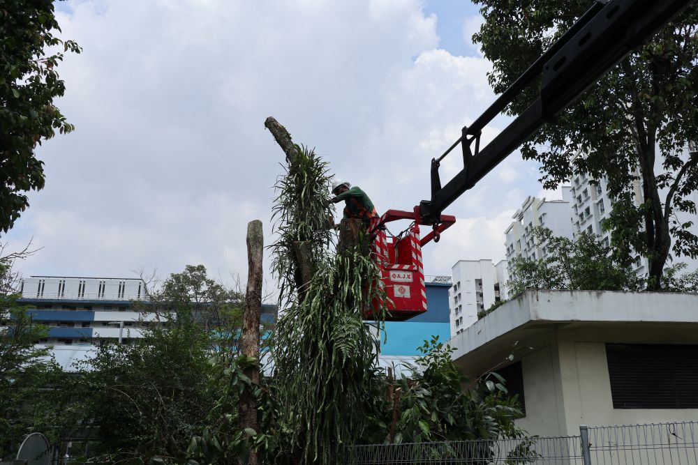 Tree Cutting and Pruning 