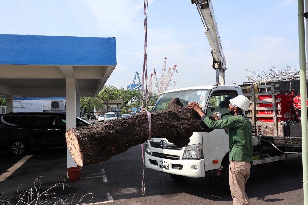 Tree Cutting and Pruning 
