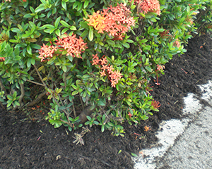 Fertilizers Landscaping 1