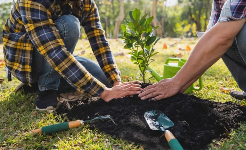 gardening maintenance singapore