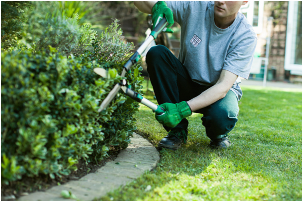 Hedges and bushes must be trimmed by Gardening Singapore Services at least twice a year