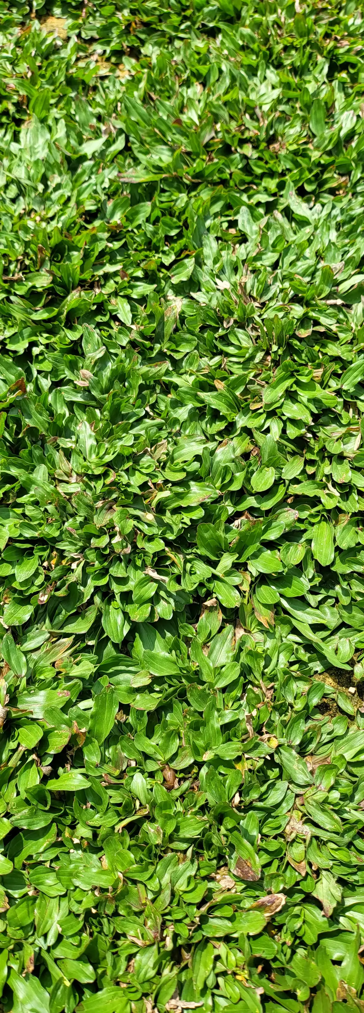 pearl grass
