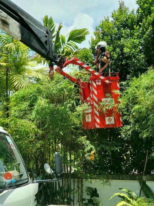 Tree Cutting Services