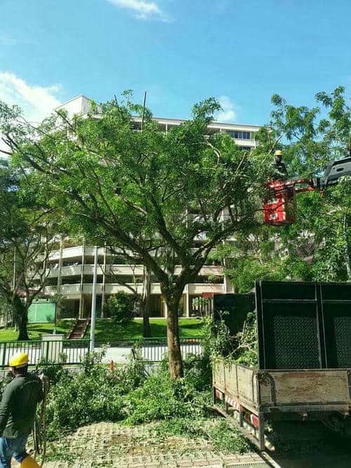 Tree Purning Services